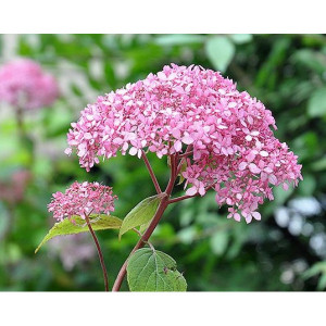 Саженцы Комплект 5шт / Гортензия Пинк Анабель (Pink Annabe..