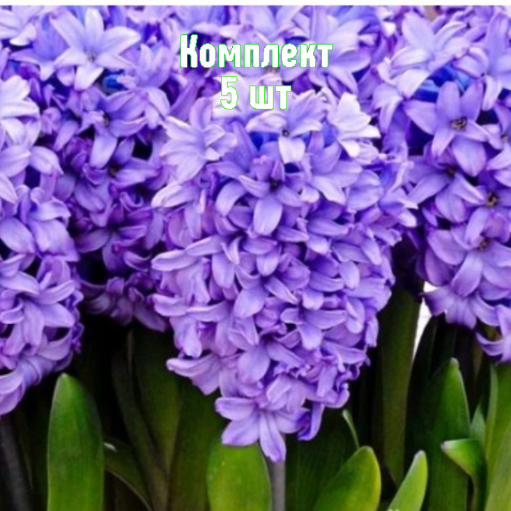 Комплект 5шт / Гиацинт Минос Комплект 5шт / Гиацинт Минос