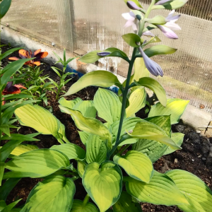 Саженцы Хоста Аугуст Мун (Аugust Moon) Саженцы Хоста Аугуст Мун (Аugust Moon)