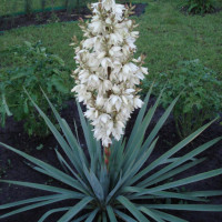 Юкка Нитчатая (Yucca filamento..