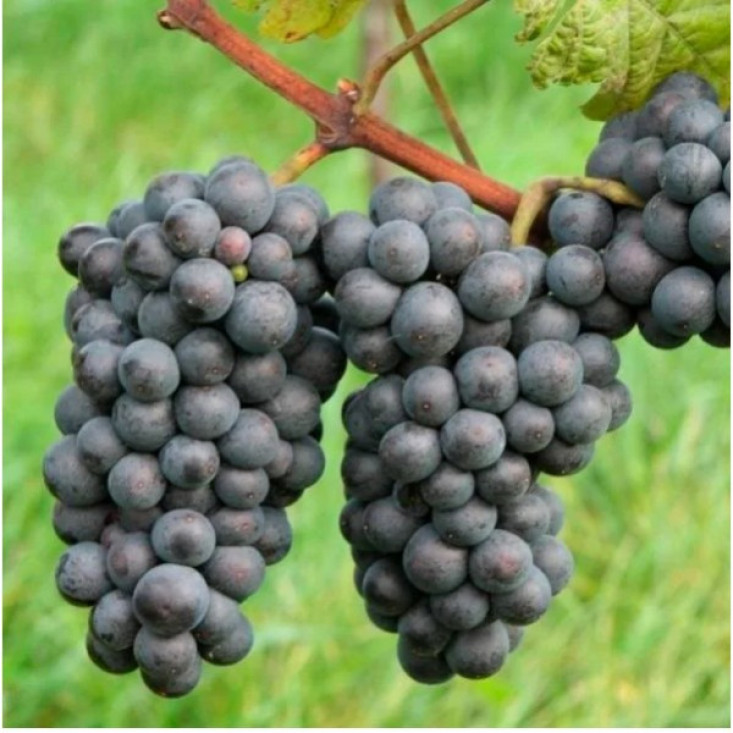 Виноград Зеленолугский рубин Виноград Зеленолугский рубин